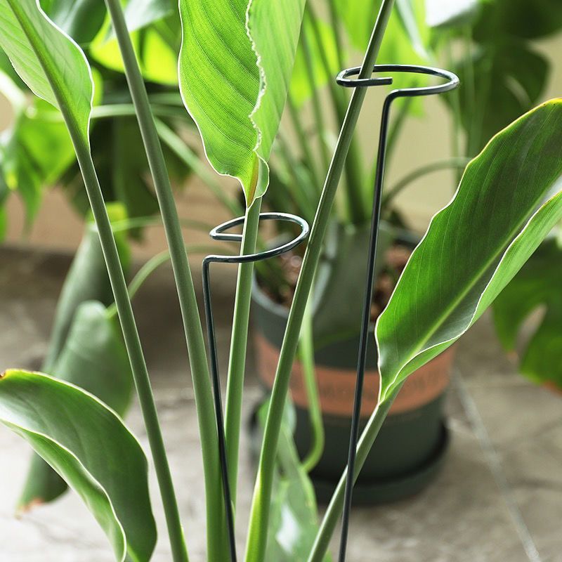 1/10pcs Tuin Ondersteuning Sta - Gardening Tools Equipment recensie en prijs