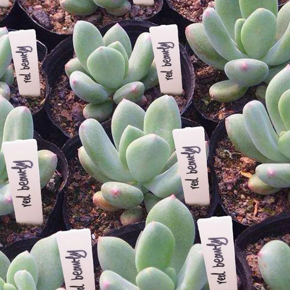 100 STKS Tuinplantlabels Plant - Gardening Tools Labeled recensie en prijs